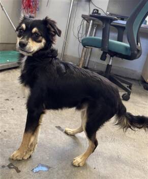 Rescue Chihuahua and Mixed Breed Dogs for Adoption in Camarillo, California - GILLEY | PetCurious