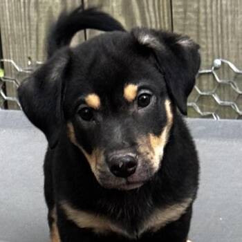 Cooper -  Terrier Dog for Adoption in Stokesdale, North Carolina - Cooper | PetCurious