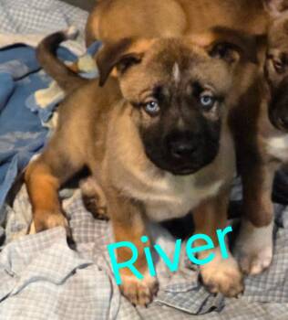 Husky and German Shepherd Dog Dogs Available for Adoption - RIVER | PetCurious