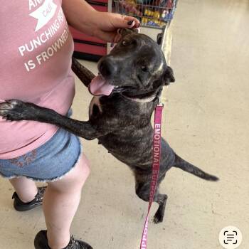 California -  Black Mouth Cur Dog for Adoption in Queen City, Texas - California | PetCurious