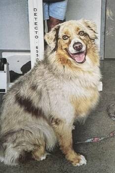 KIE -  Australian Shepherd Dog for Adoption in Fort Madison, Iowa - KIE | PetCurious