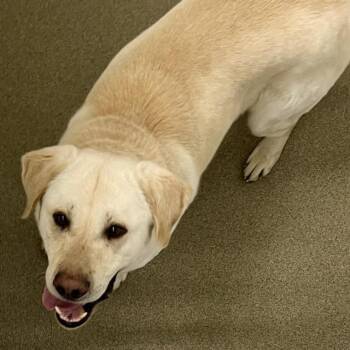 Labrador Retriever and Great Pyrenees Dogs Available for Adoption in St. Louis, Missouri - NIRO | PetCurious