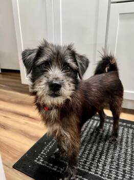 Mario -  Terrier and Miniature Schnauzer Dog for Adoption in Denver, Colorado - Mario | PetCurious