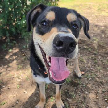 Bear -  Mixed Breed Dog for Adoption in Tulsa, Oklahoma - Bear | PetCurious