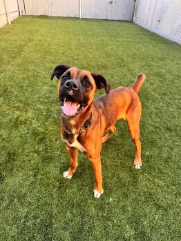Mambo -  Boxer Dog for Adoption in Delson, Quebec - Mambo | PetCurious