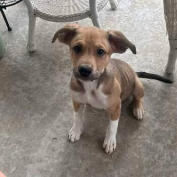 Koa -  Beagle and Mixed Breed Dog for Adoption in Overland Park, Kansas - Koa | PetCurious