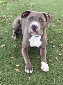 Pit Bull Terrier Dogs Available for Adoption in Fort Myers, Florida - STELLA | PetCurious