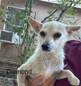 Rescue Chihuahua and Terrier Dogs for Adoption - Diamond *Arriving 12/6* | PetCurious