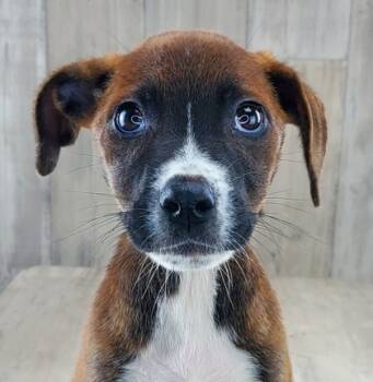Rescue Mixed Breed Dogs for Adoption in Shreveport, Louisiana - Hudson | PetCurious