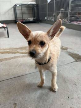 Firefly -  Cairn Terrier and Chihuahua Dog for Adoption in Phoenix, Arizona - Firefly | PetCurious