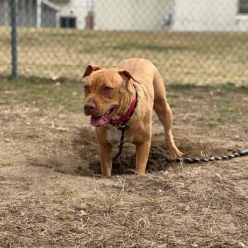 Mixed Breed Dogs Available for Adoption in Newark, New Jersey - Shandi | PetCurious