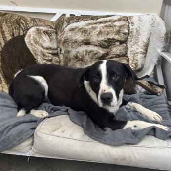 Whiskey -  Terrier Dog for Adoption in Butler, Kentucky - Whiskey | PetCurious