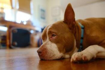 Ms.Daisyy -  Mixed Breed Dog for Adoption in Atlanta, Georgia - Ms.Daisyy | PetCurious