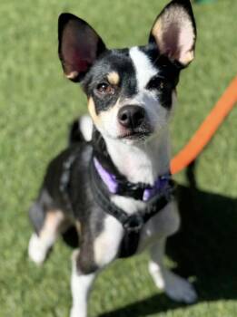 GEMINI -  Chihuahua Dog for Adoption in San Francisco, California - GEMINI | PetCurious