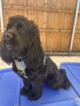 Rescue Cocker Spaniel Dogs for Adoption in Broken Arrow, Oklahoma - Lewis Hamilton | PetCurious