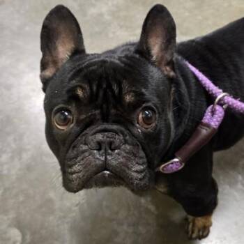 French Bulldog Dogs Available for Adoption in Philadelphia, Pennsylvania - Claude | PetCurious