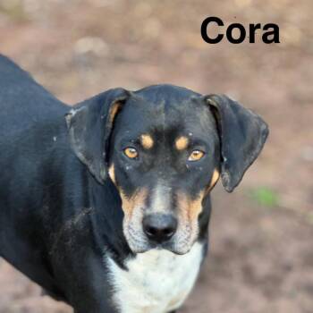 Cora -  Hound and Labrador Retriever Dog for Adoption in Riverwoods, Illinois - Cora | PetCurious
