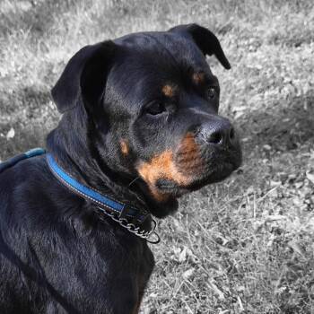 Rescue Rottweiler Dogs for Adoption in Richmond, Virginia - Sadie | PetCurious