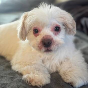 Shih Tzu and Poodle Dogs Available for Adoption - Bo | PetCurious