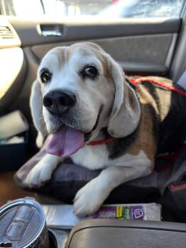 Turbo -  Beagle Dog for Adoption in Las Vegas, Nevada - Turbo | PetCurious