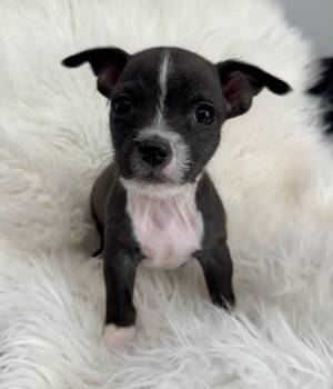 Shih Tzu and Terrier Dogs Available for Adoption in Lawrenceville, Georgia - Gonzo | PetCurious