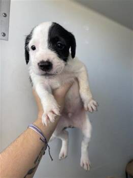 Rescue Pit Bull Terrier Dogs for Adoption in Houston, Texas - A645092 | PetCurious