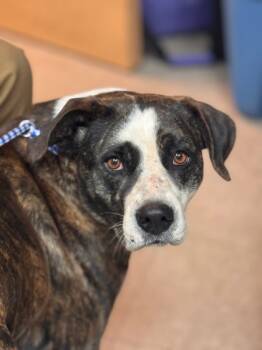 Rescue Mixed Breed Dogs for Adoption in Spartanburg, South Carolina - Brenda | PetCurious