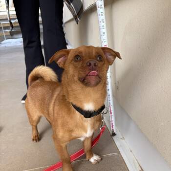 Mixed Breed Dogs Available for Adoption - Jack Jack | PetCurious