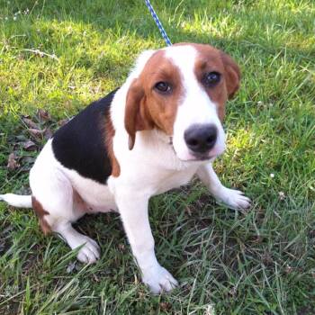 Rescue American Foxhound and Beagle Dogs for Adoption in North Bay, Ontario - Lou - A Little Guy! | PetCurious