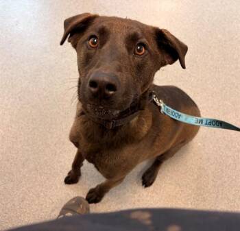 Labrador Retriever and Mixed Breed Dogs Available for Adoption - ODIN | PetCurious