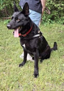 German Shepherd Dog and Shepherd Dogs Available for Adoption in Mountain View, Arkansas - Nikki | PetCurious