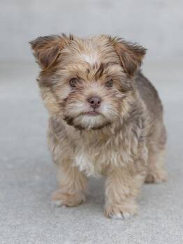 Edward -  Mixed Breed Dog for Adoption in Longmont, Colorado - Edward | PetCurious