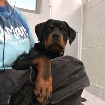 Shirley Temple -  Rottweiler Dog for Adoption in Fort Wayne, Indiana - Shirley Temple | PetCurious