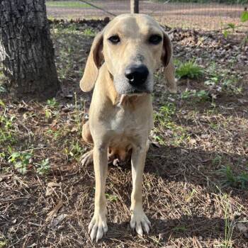 Lady Bird -  Hound and Mixed Breed Dog Available for Adoption in Palestine, Texas - Lady Bird | PetCurious