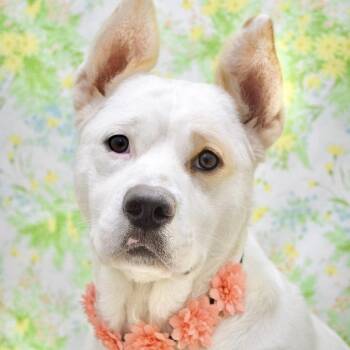 Cattle Dog and Pit Bull Terrier Dogs Available for Adoption in Pleasanton, California - Matilda - ECAS | PetCurious