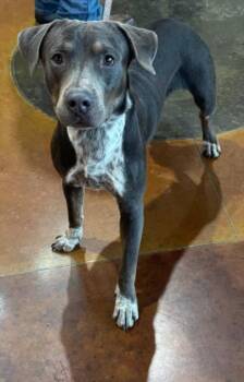 BEOWOOF -  Pit Bull Terrier and Mixed Breed Dog for Adoption in Texas City, Texas - BEOWOOF | PetCurious