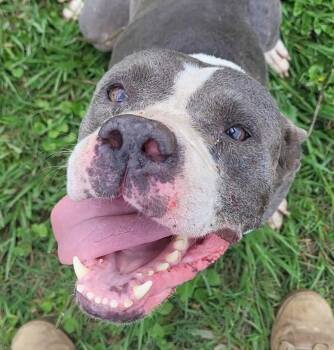 Betty -  Pit Bull Terrier Dog for Adoption in Rockdale, Texas - Betty | PetCurious