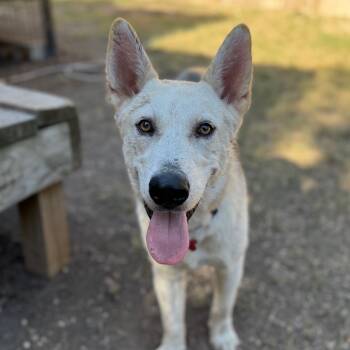 Rescue Husky Dogs for Adoption in Boerne, Texas - Murphy | PetCurious