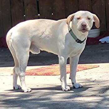 Labrador Retriever Dogs Available for Adoption in San Antonio, Texas - LAWNY | PetCurious