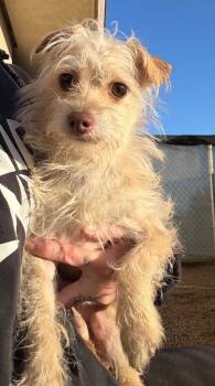 Rescue Mixed Breed Dogs for Adoption in Thousand Oaks, California - Samuel | PetCurious