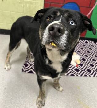 Catahoula Leopard Dog and Mixed Breed Dogs Available for Adoption - JEFF | PetCurious