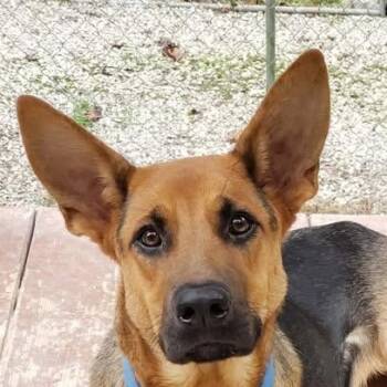 German Shepherd Dog Dogs Available for Adoption in Niagara Falls, Ontario - Gemma (20260429-02) | PetCurious