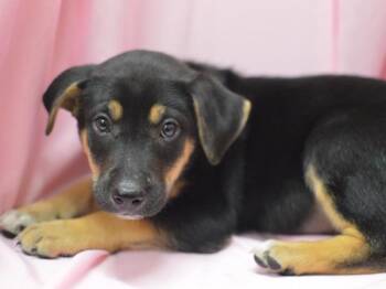Gibbon -  Shepherd Dog for Adoption in Portland, Oregon - Gibbon | PetCurious