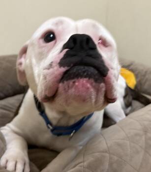 Rescue American Bulldog Dogs for Adoption in Norwalk, Connecticut - Winnie | PetCurious