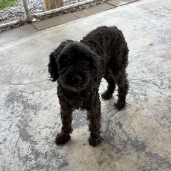 Hefe -  Miniature Poodle Dog for Adoption in Edinburg, Virginia - Hefe | PetCurious