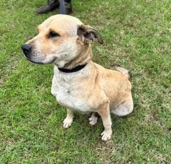Rescue Labrador Retriever and Mixed Breed Dogs for Adoption in Chester, Maryland - Rose | PetCurious