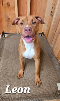 Leon Yrly 328 -  Pit Bull Terrier Dog for Adoption in Sidney, Ohio - Leon Yrly 328 | PetCurious
