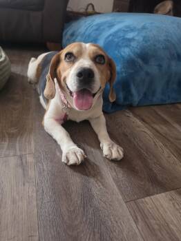 Taylor -  Beagle Dog for Adoption in Las Vegas, Nevada - Taylor | PetCurious