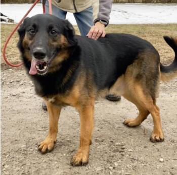 Caraway -  German Shepherd Dog Dog for Adoption in Terre Haute, Indiana - Caraway | PetCurious