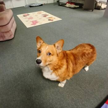 Cooper -  Pembroke Welsh Corgi Dog for Adoption in Carey, Ohio - Cooper | PetCurious